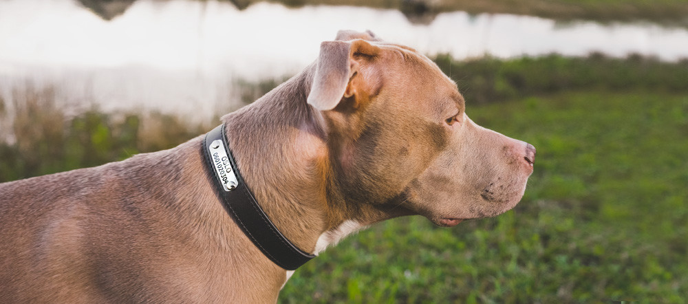 Custom Dog Collar - Classic
