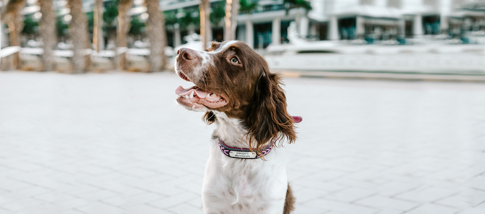 Custom Dog Collar - Braided